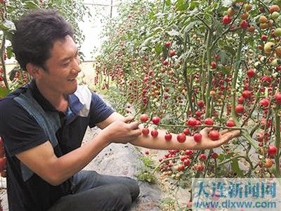 日本种韭王育种技术