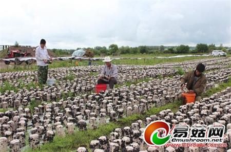 槟榔芋种植技术视频