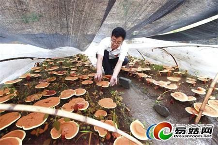 西峡香菇育种技术