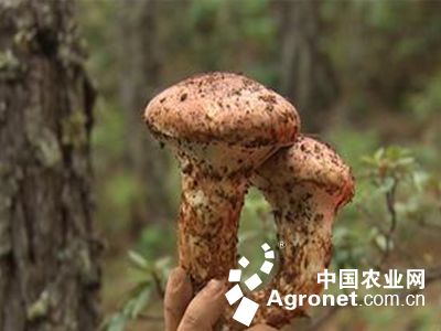 新鲜茶树菇种植基地