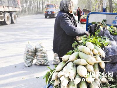 越南紫薯育种技术