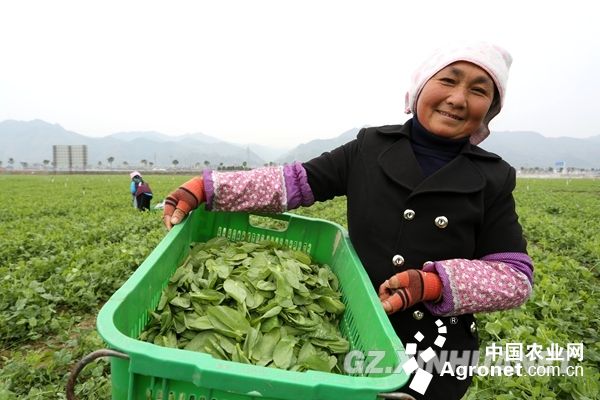 越南紫薯病虫害及防治