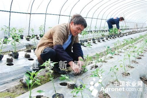 漳浦大葱种植技术
