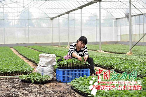 北京中农绿亨种子