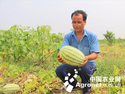 中国最大的化肥企业