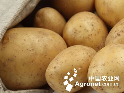 早大白土豆产量是多少