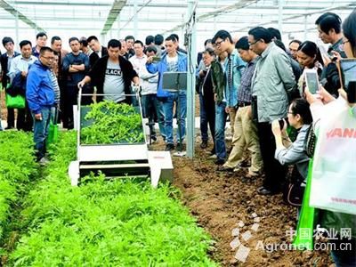 秦岭香菇育种技术