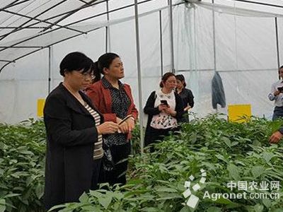 荷兰小番茄育种技术