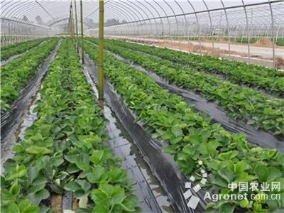 美洲南瓜种植技术