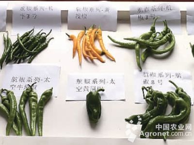 宽叶芥菜种子图片
