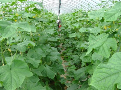 春季白菜种植技术及管理
