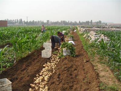 西农431红薯育种技术