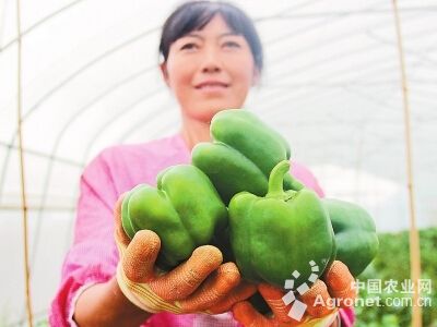 上海青种子价格多少钱一斤