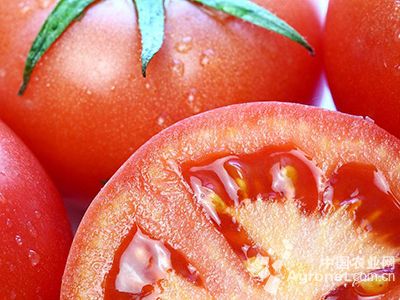 齐达利是西红柿好品种吗