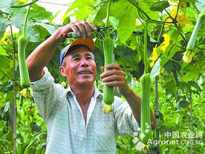 豌豆尖的种植方法