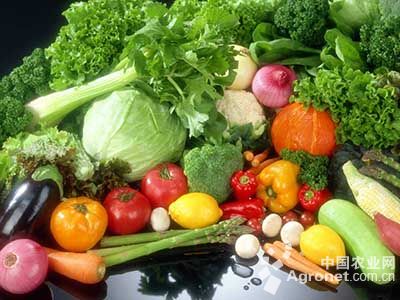 大叶香菜种植方法