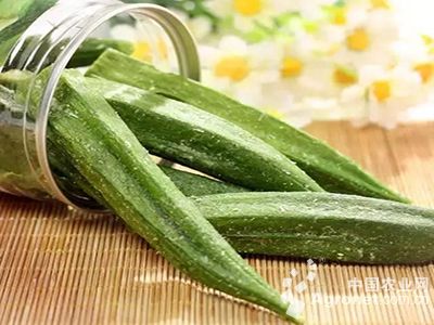 天津60白菜种子