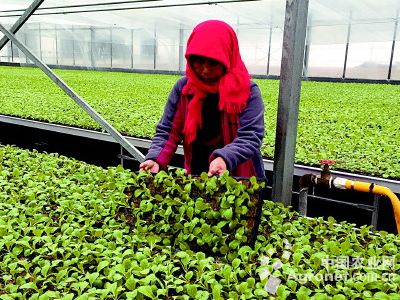 越冬菠菜种植技术视频