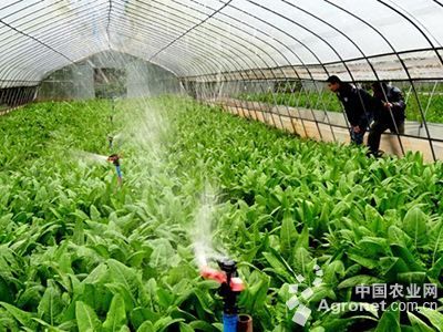 芹菜种植技术