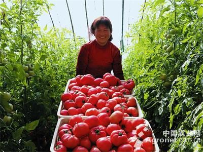 长茄品种