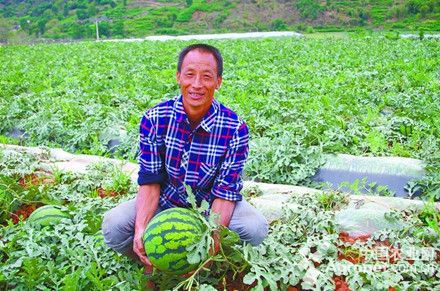 泰国大叶香菜种植技术