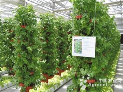 大宝西红柿育种技术