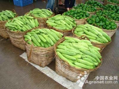 广东甜玉米品种