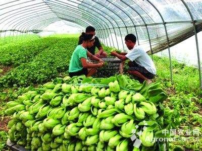 越南紫薯种子公司