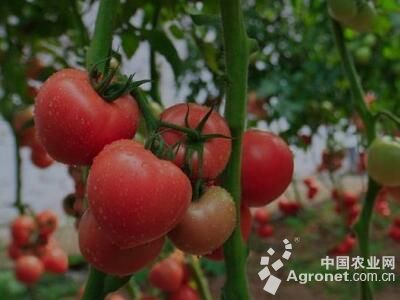 西红柿打农药吗