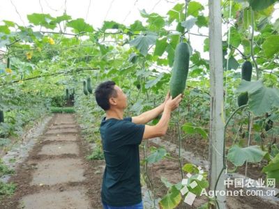 黄瓜种植管理技术