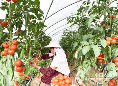 西红柿的种植与管理
