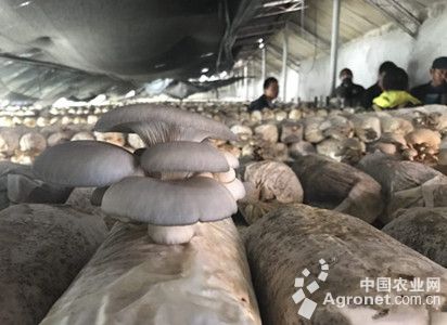 羊肚菌育种技术