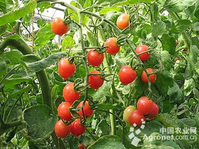 蛋茄种植日记