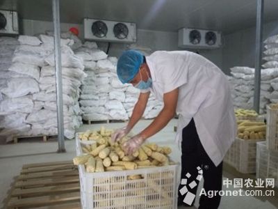 中国香菇产业网