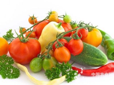七彩番茄病虫害及防治