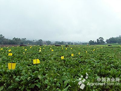 津美8-2黄瓜育种技术