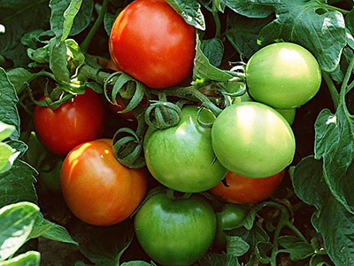 特美特西红柿市场价格