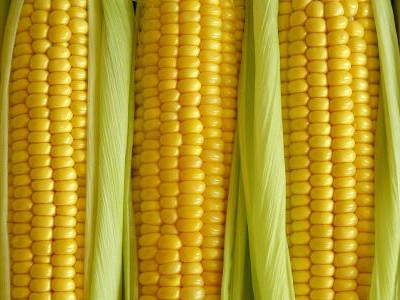 中粮319玉米批发市场