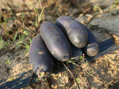 红心王红薯育种技术