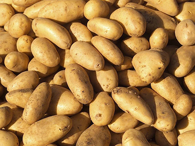 华颂33土豆种薯