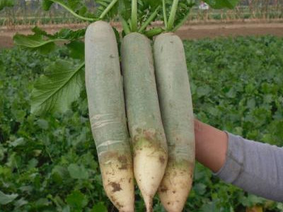 荷兰14土豆原种