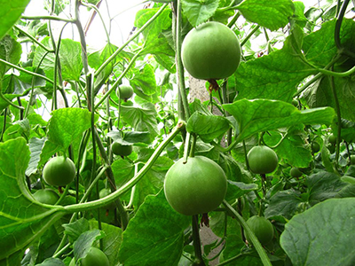 戴安娜西红柿种子图片