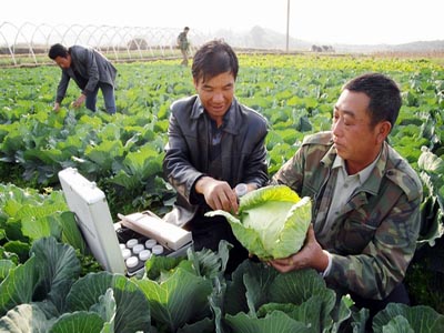 广东湛江红薯种植基地
