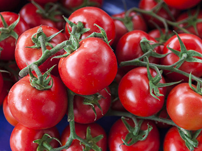 西红柿批发市场价格
