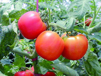 6629西红柿种子
