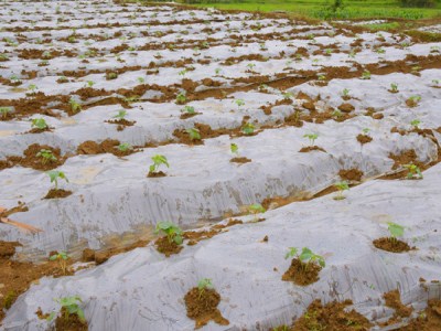 塔罗番茄施肥技术