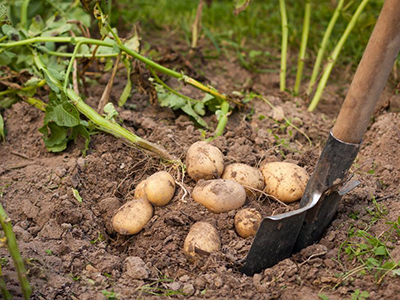 红薯 龙薯9号种植技术