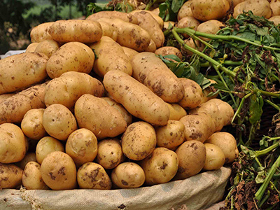 越南紫薯种子