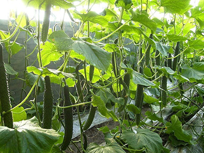 紫皮大蒜种植技术
