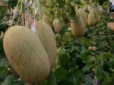 金星一号黄瓜育种技术